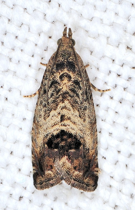 Cydia splendana - Tortricidae